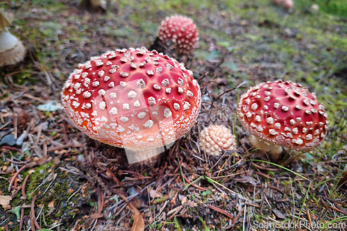 Image of Amanita muscaria, The Fly agaric