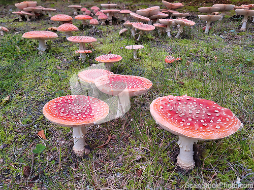 Image of Lots of Amanita muscaria, The Fly agaric Mushrooms