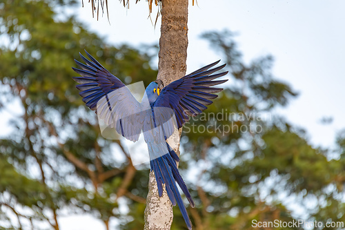 Image of Magnificent bird hyacinth macaw. Santa Clara Corumba, Pantanal, Mato Grosso do Sul. Brazil. Brazilian birdwatching.