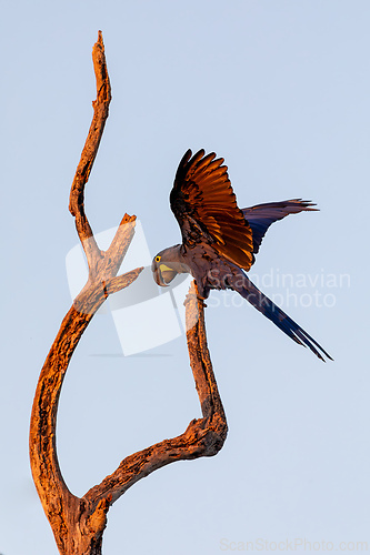 Image of Magnificent bird hyacinth macaw. Santa Clara Corumba, South Pantanal, Mato Grosso do Sul. Brazil. Brazilian birdwatching.