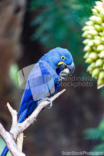 Image of Magnificent bird hyacinth macaw. Santa Clara Corumba, Pantanal, Mato Grosso do Sul. Brazil. Brazilian birdwatching.