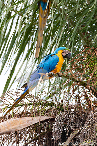 Image of Blue-and-yellow macaw (Ara ararauna), Bandeirantes South Pantanal, Mato Grosso do Sul, Brazil. Brazilian birdwatching.