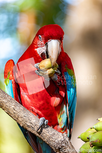 Image of Red-and-green macaw (Ara chloropterus) Pantanal, Mato Grosso do Sul. Brazil. Brazilian wildlife birdwatching.