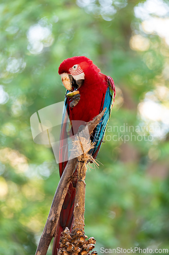 Image of Red-and-green macaw (Ara chloropterus) South Pantanal, Mato Grosso do Sul. Brazil. Brazilian wildlife birdwatching.