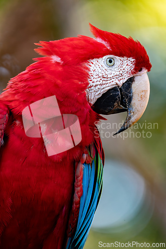 Image of Red-and-green macaw (Ara chloropterus) Pantanal, Mato Grosso do Sul. Brazil. Brazilian wildlife birdwatching.