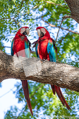 Image of Red-and-green macaw (Ara chloropterus) South Pantanal, Mato Grosso do Sul. Brazil. Brazilian wildlife birdwatching.
