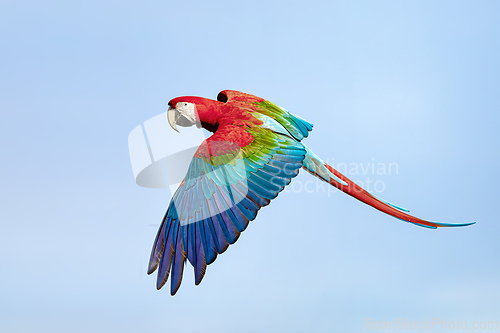 Image of Red-and-green macaw (Ara chloropterus) in flight. Buraco das Araras, Mato Grosso do Sul. Brazil. Brazilian wildlife birdwatching.