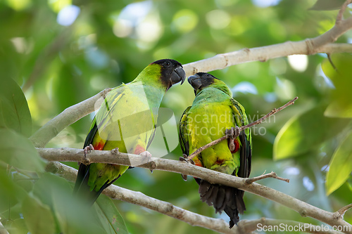 Image of Nanday parakeet (Aratinga nenday), Pocone, Pantanal, Mato Grosso. Brazilian wildlife and birdwatching.