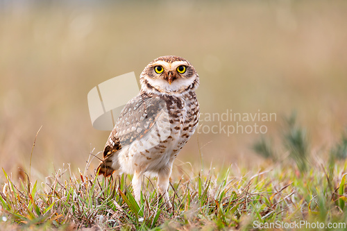 Image of Close-up of a burrowing owl (Athene cunicularia),Vila Velha State Park, Brazil. Brazilian wildlife and birdwatching.
