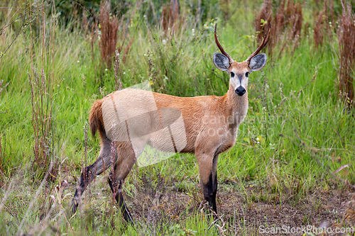Image of Marsh deer (Blastocerus dichotomus), South Pantanal, Corumba, Mato Grosso do Sul, Brazil. Brazilian wildlife.