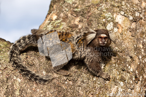 Image of Common marmoset (Callithrix jacchus), Rio de Janeiro, Pao De Acucar, Brazil. Brazilian wildlife.