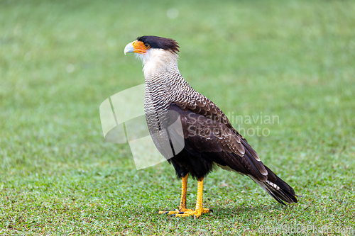 Image of Close-up portrait of a wild crested caracara bird in a park in Curitiba, Brazil. Brazilian wildlife.
