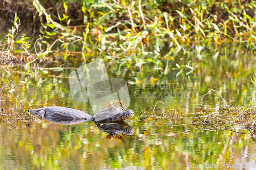 Image of Yacare caiman (Caiman yacare) floats in the water. Corumba, Pantanal, Mato Grosso do Sul, Brazil. Brazilian wildlife.