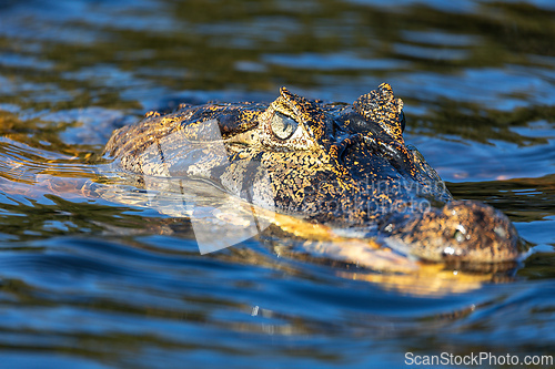 Image of Yacare caiman (Caiman yacare) floats in the water. Pocone, North Pantanal, Mato Grosso, Brazil. Brazilian wildlife.