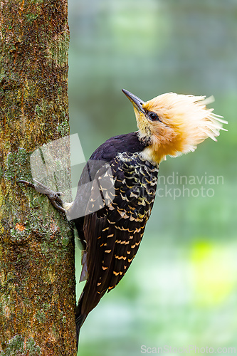 Image of Portrait of a blond-crested woodpecker in Parque Das Aves, Foz do Iguacu, Brazil. Brazilian wildlife.