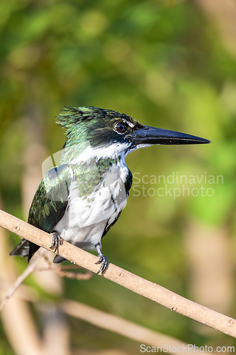 Image of Amazon kingfisher (Chloroceryle amazona) perches on branch. Pantanal, Mato Grosso do Sul, Brazil. Brazilian birdwatching.