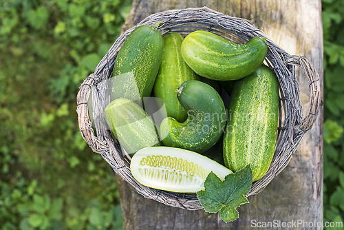 Image of Cucumber