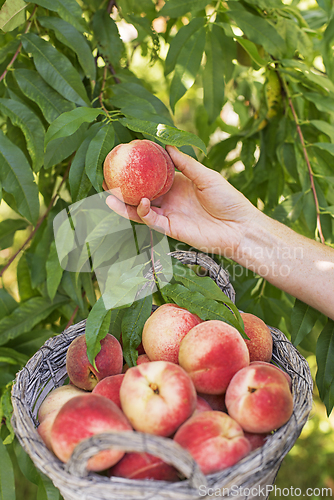Image of Peaches harvest