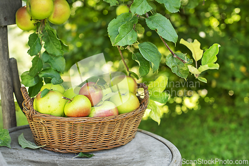 Image of Apples harvest