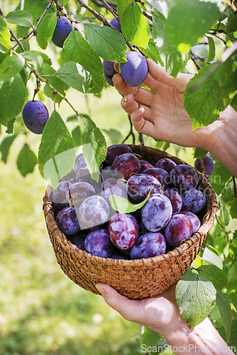 Image of Plums harvest