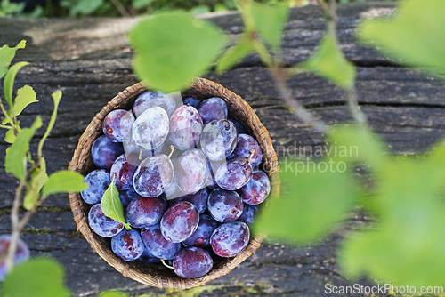 Image of Plums harvest