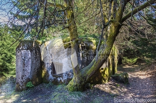Image of Overgrown Forest Bunker, Czech Republic