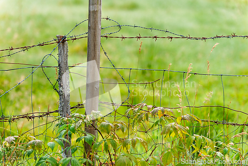 Image of Barbed wire fence wrapped around wooden post in a lush green fie