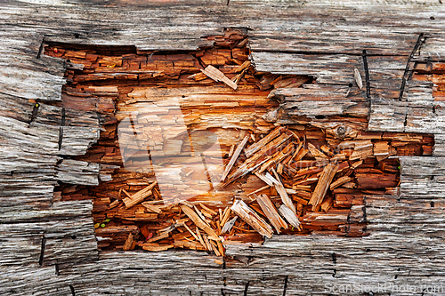 Image of Wood texture reveals detailed layers of decay and color variatio