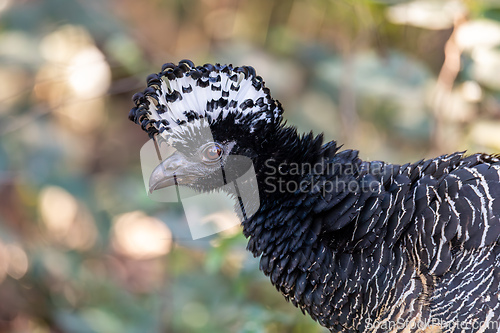 Image of Bare-faced curassow bird (Crax fasciolata), Pocone, North Pantanal, Mato Grosso, Brazil. Brazilian wildlife and birdwatching.