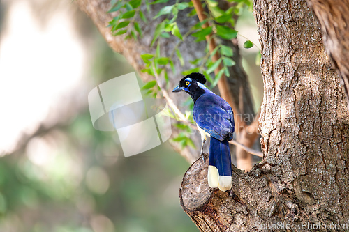 Image of Plush-crested jay (Cyanocorax chrysops), Corumba, South Pantanal, Mato Grosso do Sul, Brazil. Brazilian wildlife and birdwatching.