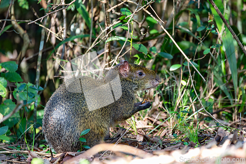 Image of Azaras agouti (Dasyprocta azarae) in natural habitat in the Brazilian rainforest. Iguazu National Park, Brazil. Brazilian wildlife