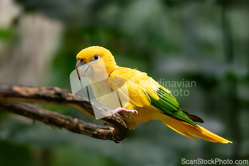 Image of Stunning Golden Conure (Guaruba guarouba) captured in a park. Foz do Iguacu, Brazil. Brazilian wildlife and birdwatching.
