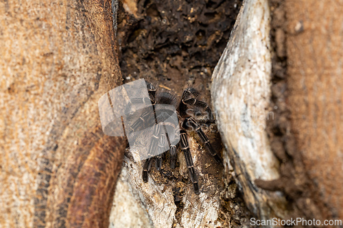 Image of Lasiodora parahybana, one of the world's biggest spider tarantulas. Pantanal, Mato Grosso do Sul, Brazil. Brazilian wildlife.