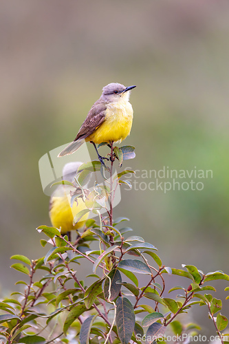Image of cattle tyrant (Machetornis rixosa). Pocone, Pantanal, Mato Grosso. Brazilian birdwatching.