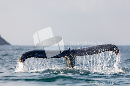 Image of Humpback whale (Megaptera novaeangliae). Ilhabela, Sao Paulo Brazil. Brazilian wildlife.