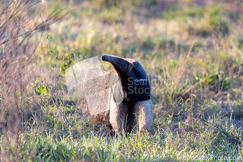 Image of Giant anteater (Myrmecophaga tridactyla), Pocone, Mato Grosso do Sul, Brazil. Brazilian wildlife.