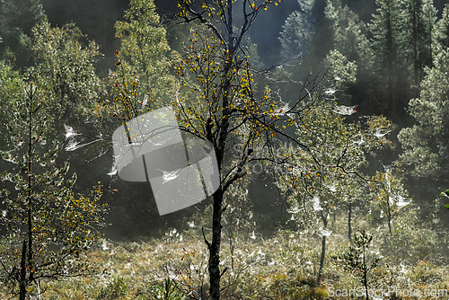 Image of Misty forest covered in webs, showcasing nature's delicate craft
