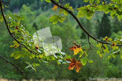 Image of Colorful autumn leaves on a tree branch in a serene forest setti