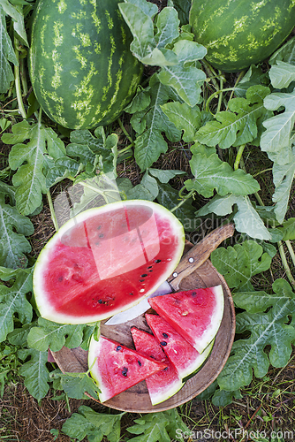 Image of Watermelon field