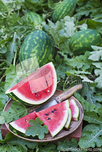 Image of Watermelon field