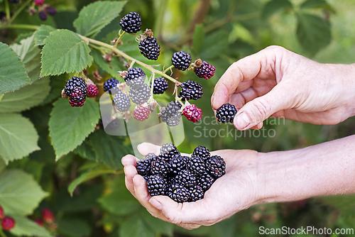 Image of Blackberry picking