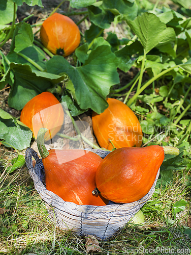 Image of Hokkaido pumpkin or red kuri squash