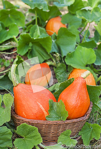 Image of Hokkaido pumpkin red kuri squash