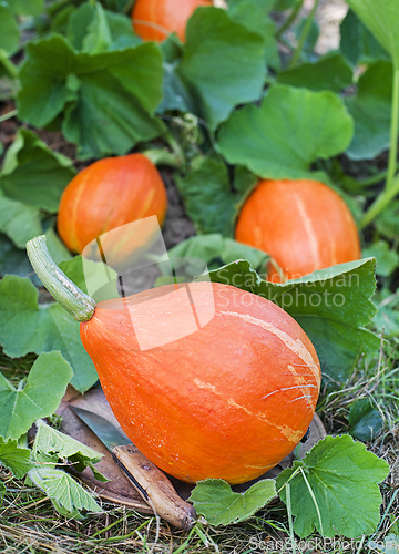 Image of Hokkaido pumpkin red kuri squash