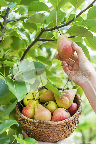 Image of Pear harvest