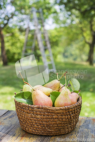 Image of Pears harvest
