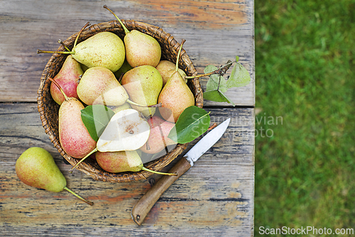 Image of Pear harvest