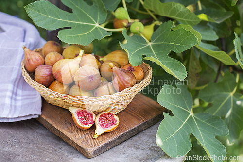 Image of Figs fruit harvest