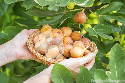 Image of Figs fruit harvest