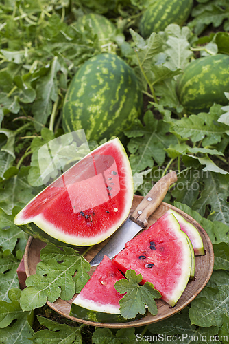 Image of Watermelon cutting